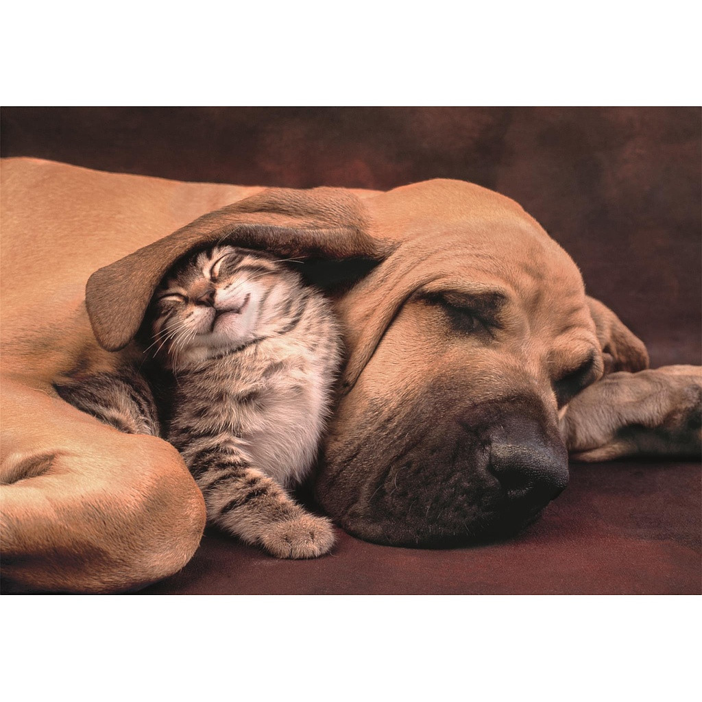 Tiere Cuddles 500-teiliges Compact-Puzzle Clementoni