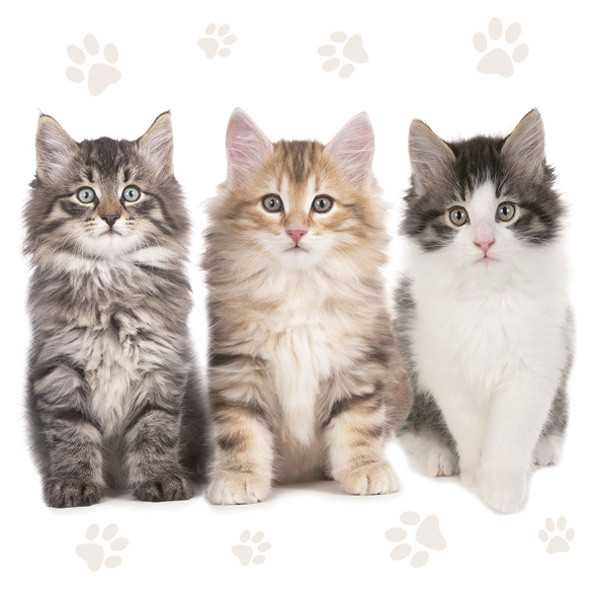 Katze Three Beautiful Servietten 20er Pack, 33x33 cm
