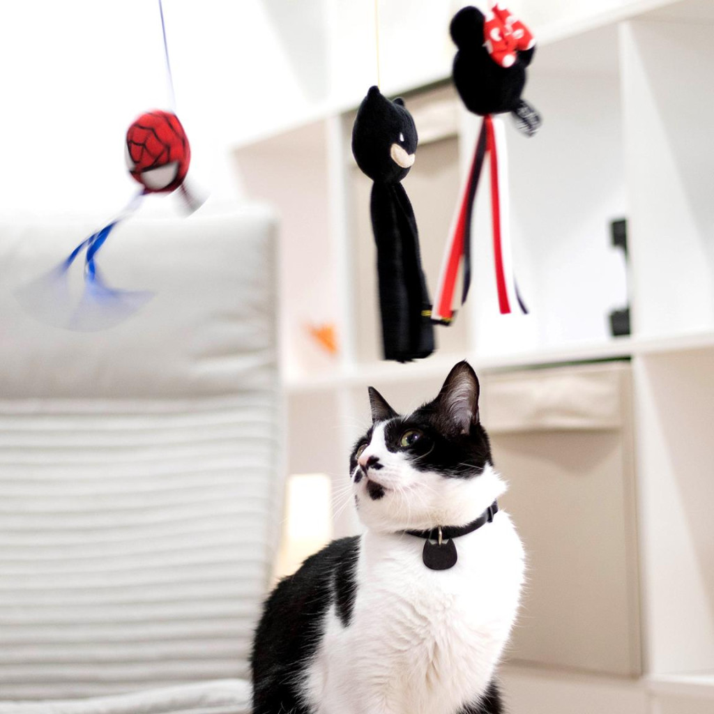 Spiderman Mini Hero Katzenangel, Katzenspielzeug Spiderman Mini Hero Katzenangel, Katzenspielzeug