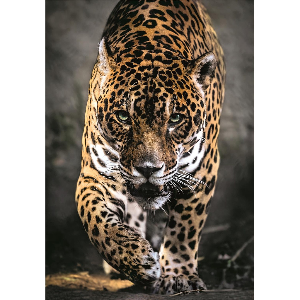 Tiere Walk of the Jaguar 1000-teilige Clementoni Puzzle