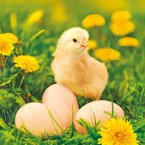 Ostern Chicken with Eggs Serviette 20 Stk 33x33 cm